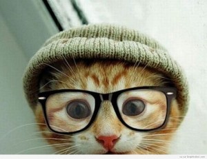 chat-bonnet-lunettes